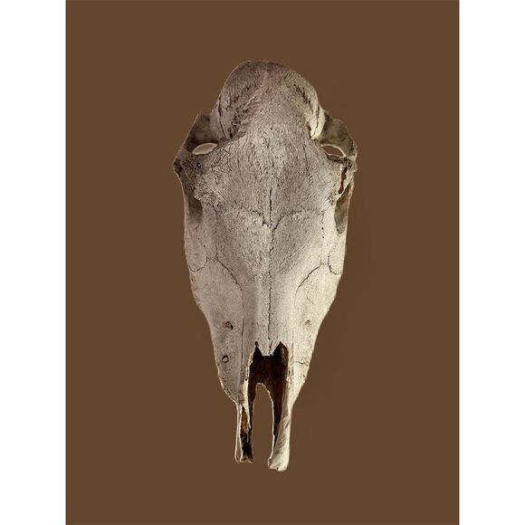 Authentic Animal Skull Collectible - Natural Bone - Wildlife Enthusiast Decor - Picture 1 of 5